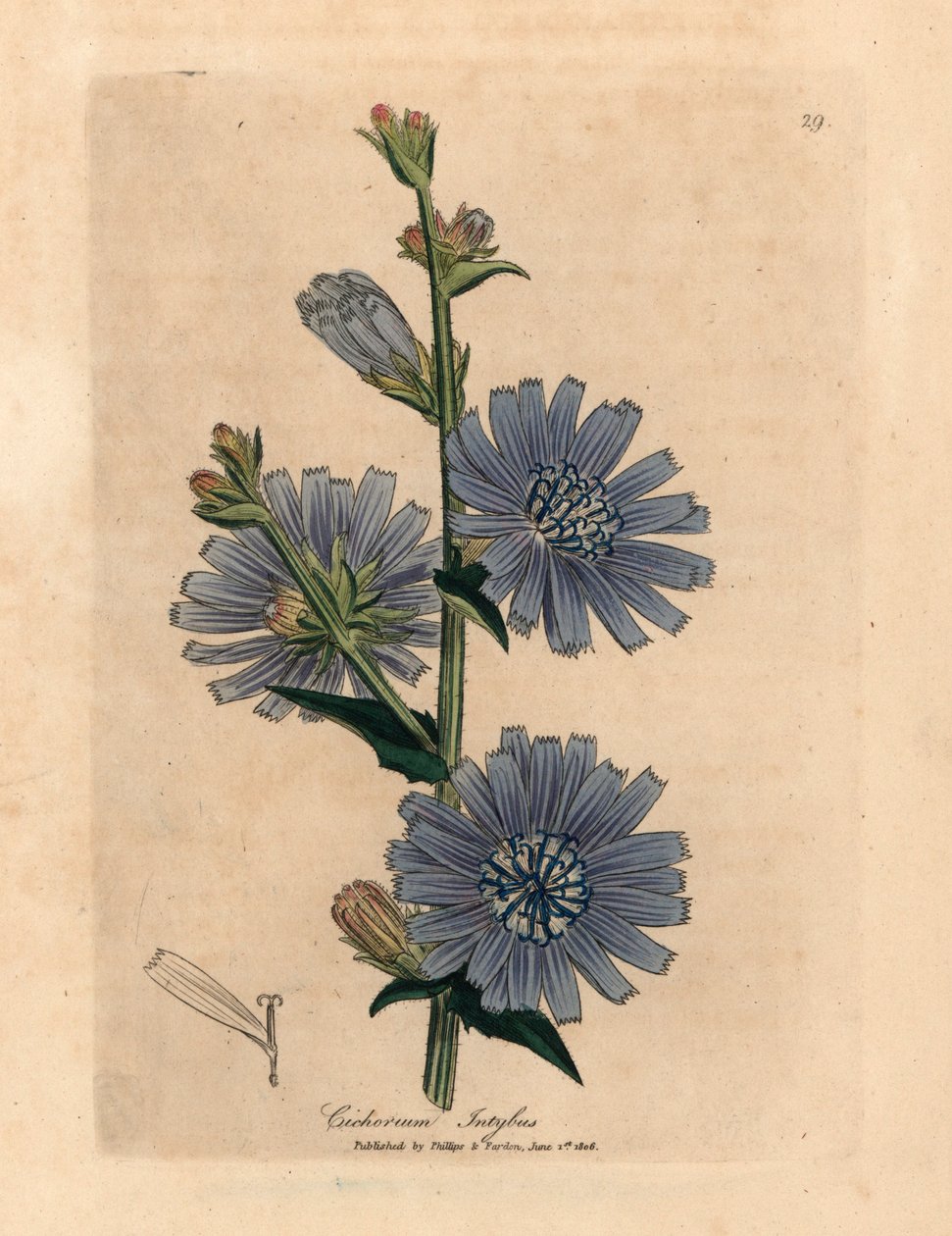 Suco ou chicória selvagem florida azul, Cichorium intybus, de uma ilustração botânica de James Sowerby de William Woodville e Sir William Jackson Hooker