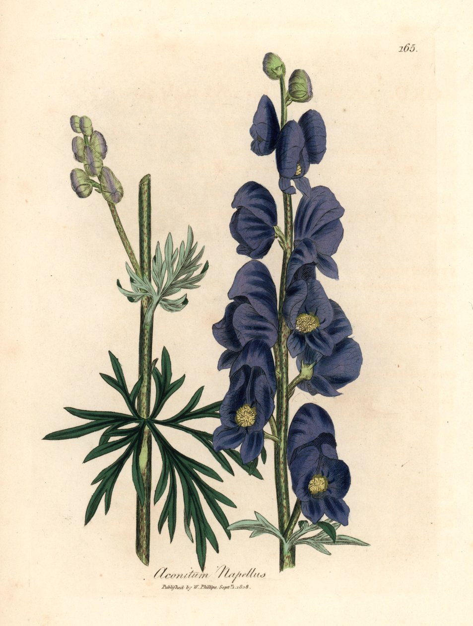 Banana de lobo florida azul ou capuz de monge, Aconitum napellus, de uma ilustração botânica de James Sowerby de William Woodville e Sir William Jackson Hooker