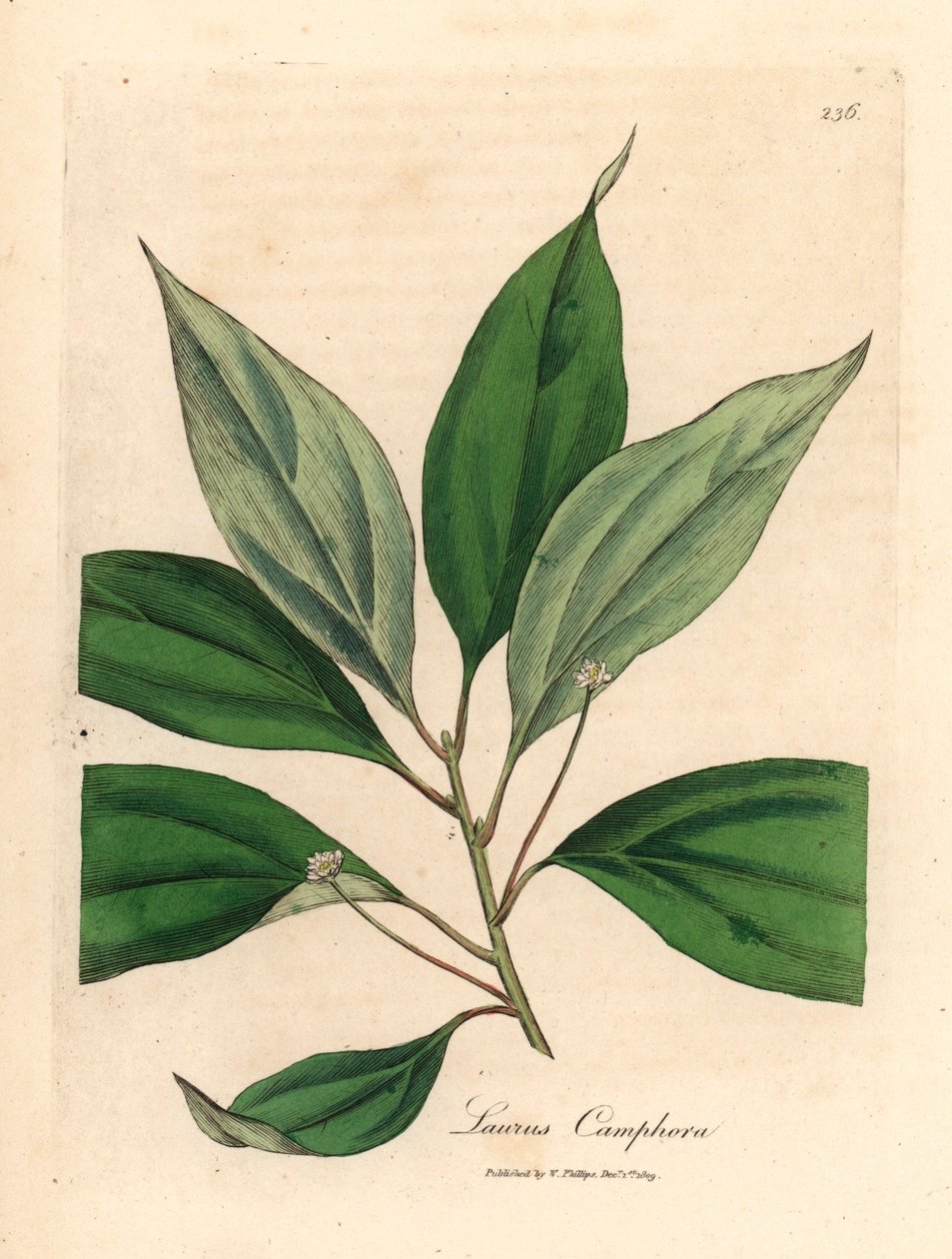 Cânfora, Laurus camphora, de uma ilustração botânica de James Sowerby de William Woodville e "Medical Botany" de Sir William Jackson Hooker, 1832 (gravura em chapa de cobre colorida à mão) de James (after) Sowerby