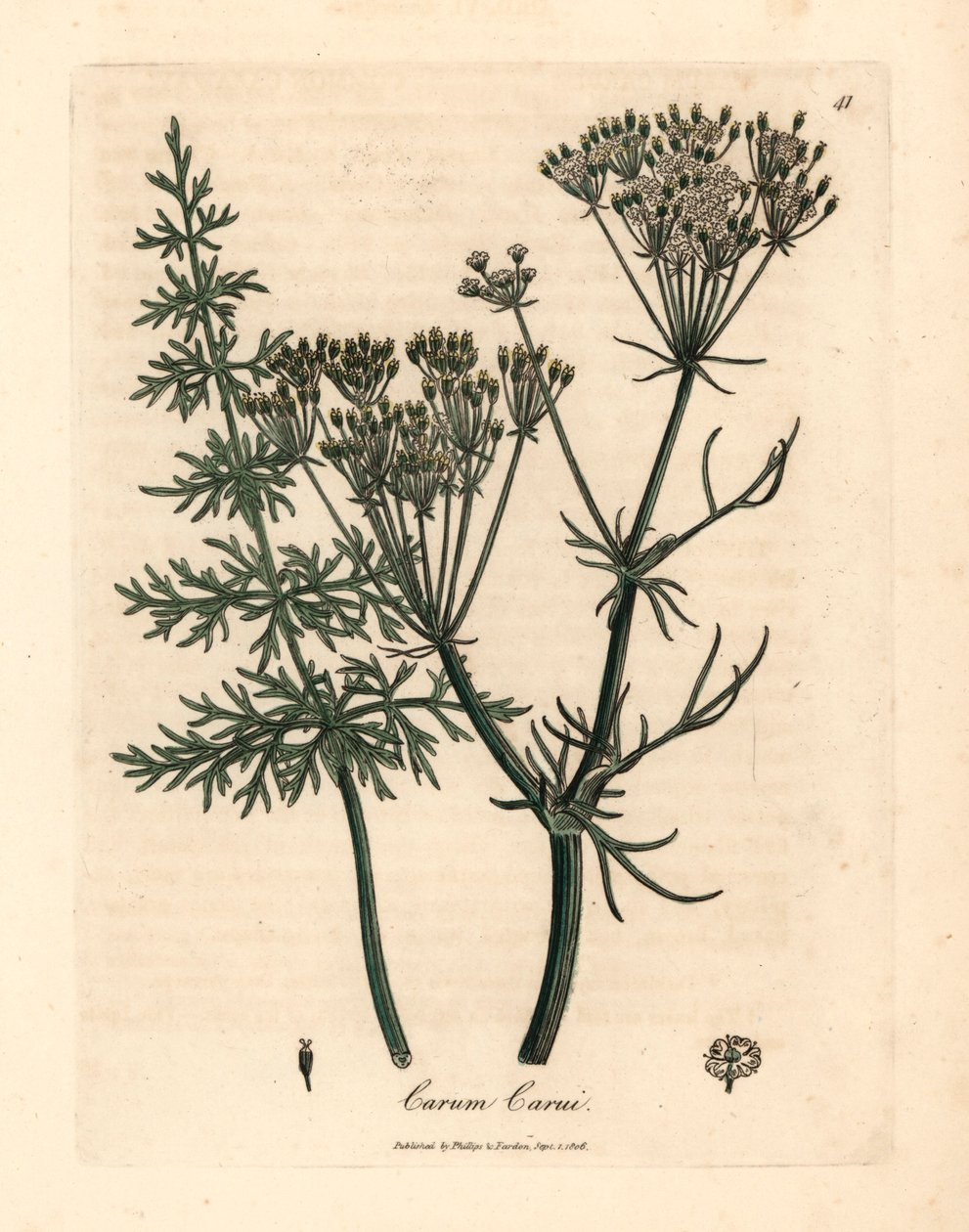 Alcarávia comum, Carum carui, de uma ilustração botânica de James Sowerby de William Woodville e "Medical Botany" de Sir William Jackson Hooker 1832 (gravura em placa de cobre colorida à mão) de James (after) Sowerby