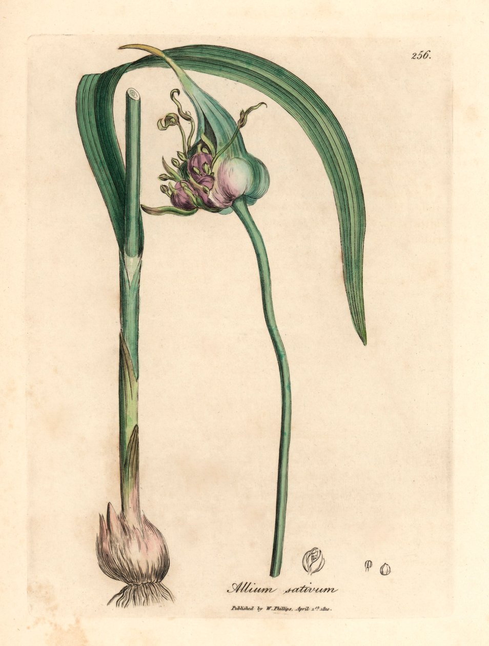 Alho comum cultivado, Allium sativum, de uma ilustração botânica de James Sowerby de William Woodville e "Medical Botany" de Sir William Jackson Hooker 1832 (gravura em cobre colorida à mão) de James (after) Sowerby