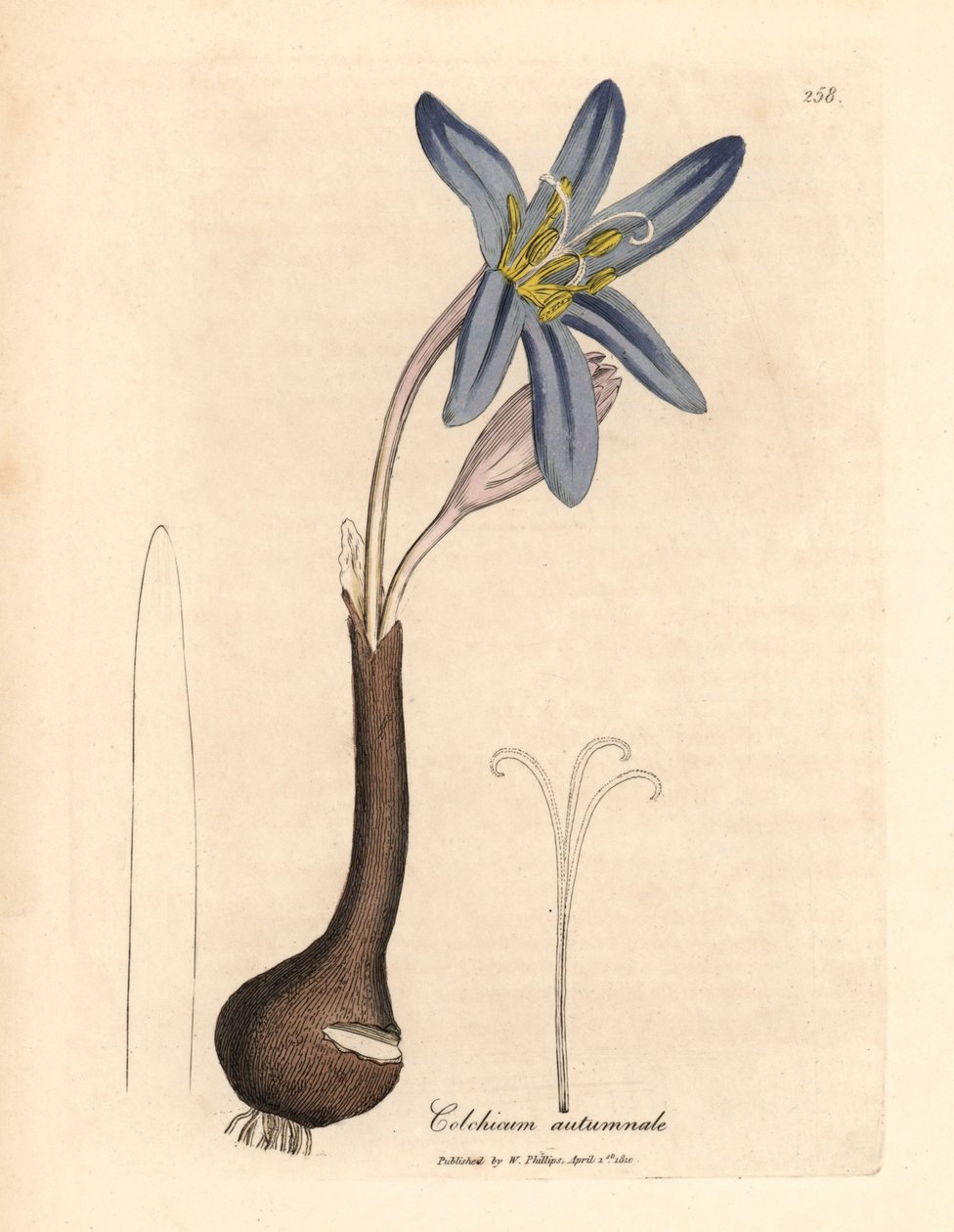 Açafrão de prado comum, Colchicum autumnale, de uma ilustração botânica de James Sowerby de William Woodville e "Botânica Médica" de Sir William Jackson Hooker 1832 (gravura em placa de cobre colorida à mão) de James (after) Sowerby