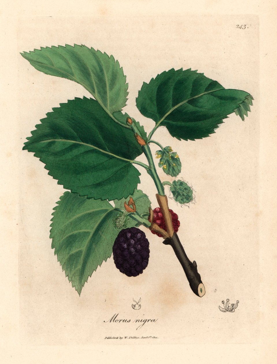 Amoreira comum, Morus nigra, de uma ilustração botânica de James Sowerby de William Woodville e "Botânica Médica" de Sir William Jackson Hooker 1832 (gravura em cobre colorida à mão) de James (after) Sowerby