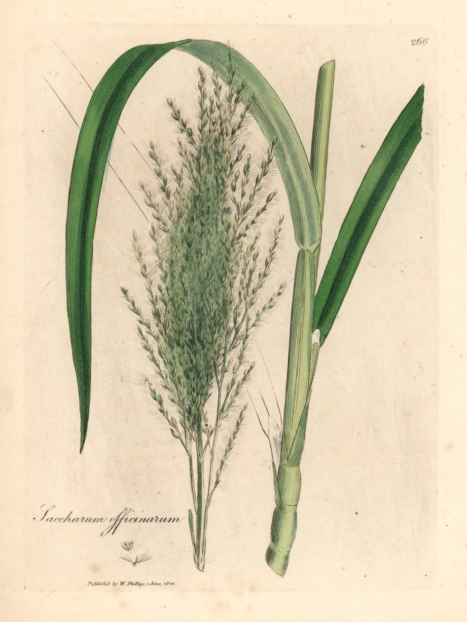 Cana-de-açúcar comum, Saccharum officinarum, de uma ilustração botânica de James Sowerby de William Woodville e "Botânica Médica" de Sir William Jackson Hooker 1832 (gravura em placa de cobre colorida à mão) de James (after) Sowerby