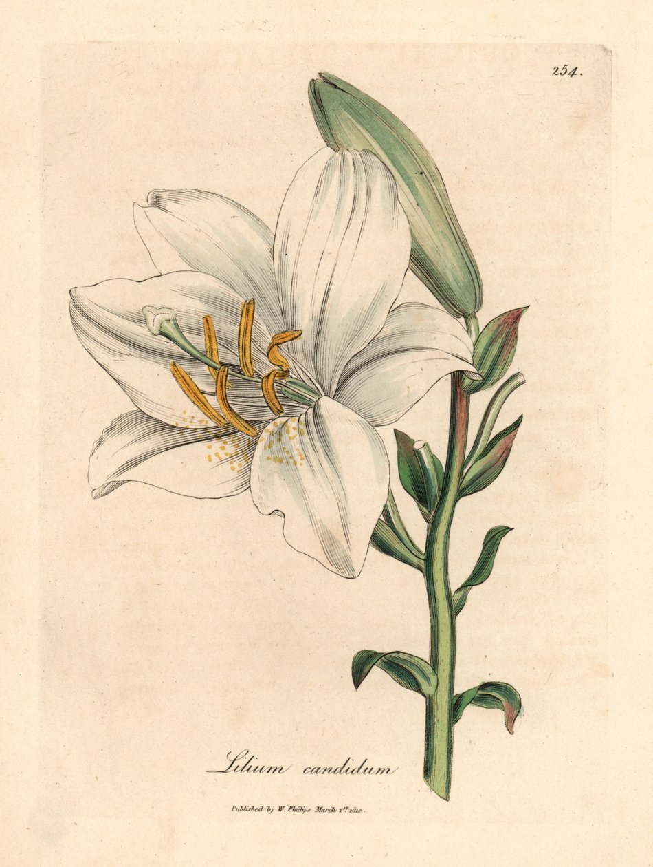 Lírio branco comum, Lilium candidum, de uma ilustração botânica de James Sowerby de William Woodville e "Botânica Médica" de Sir William Jackson Hooker 1832 (gravura em placa de cobre colorida à mão) de James (after) Sowerby