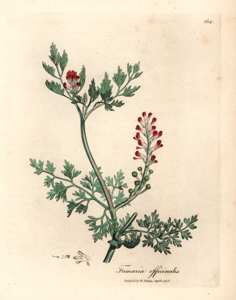 Fumaria Fumaria officinalis, de uma ilustração botânica de James Sowerby de William Woodville e "Medical Botany" de Sir William Jackson Hooker, 1832 (gravura em chapa de cobre colorida à mão) de James (after) Sowerby