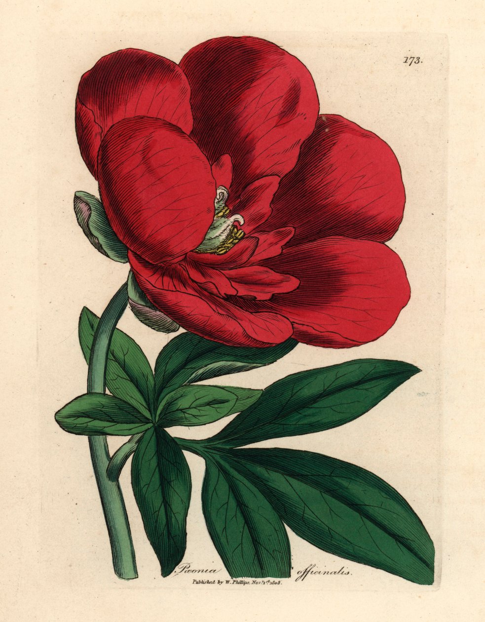 Peônia carmesim, Paeonia officinalis, de uma ilustração botânica de James Sowerby de William Woodville e "Botânica Médica" de Sir William Jackson Hooker 1832 (gravura em cobre colorida à mão) de James (after) Sowerby