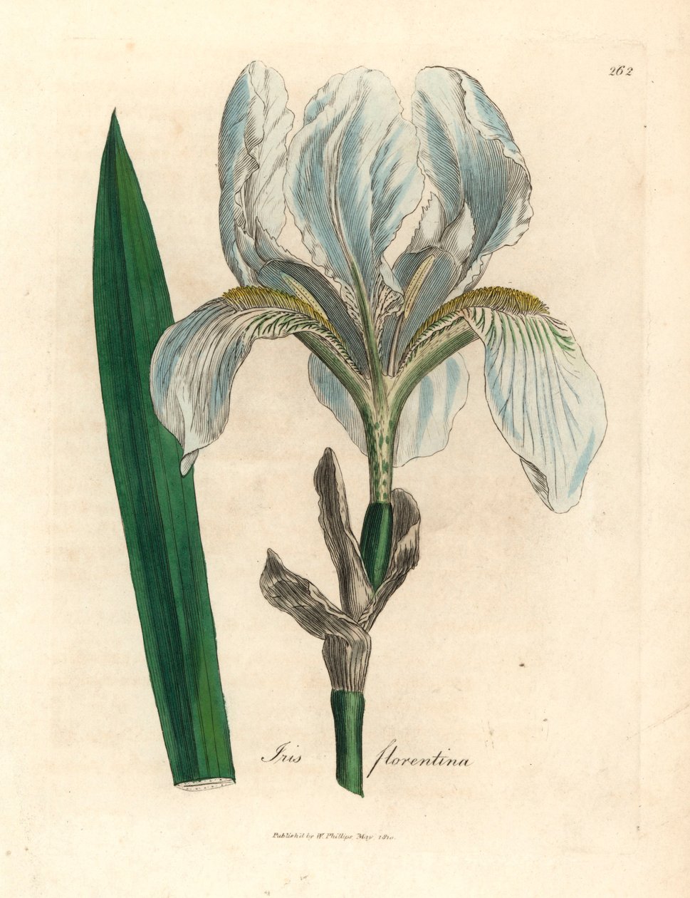 Íris florentina, Iris florentina, de uma ilustração botânica de James Sowerby de William Woodville e "Medical Botany" de Sir William Jackson Hooker, 1832 (gravura em chapa de cobre colorida à mão) de James (after) Sowerby