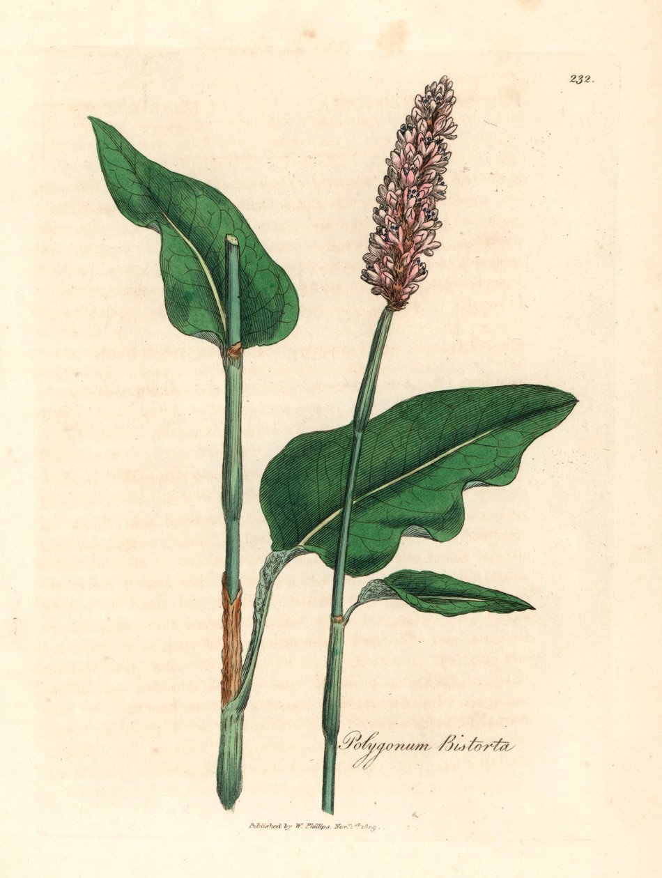 Grande bistorta, Polygonum bistorta, de uma ilustração botânica de James Sowerby de William Woodville e "Medical Botany" de Sir William Jackson Hooker 1832 (gravura em chapa de cobre colorida à mão) de James (after) Sowerby