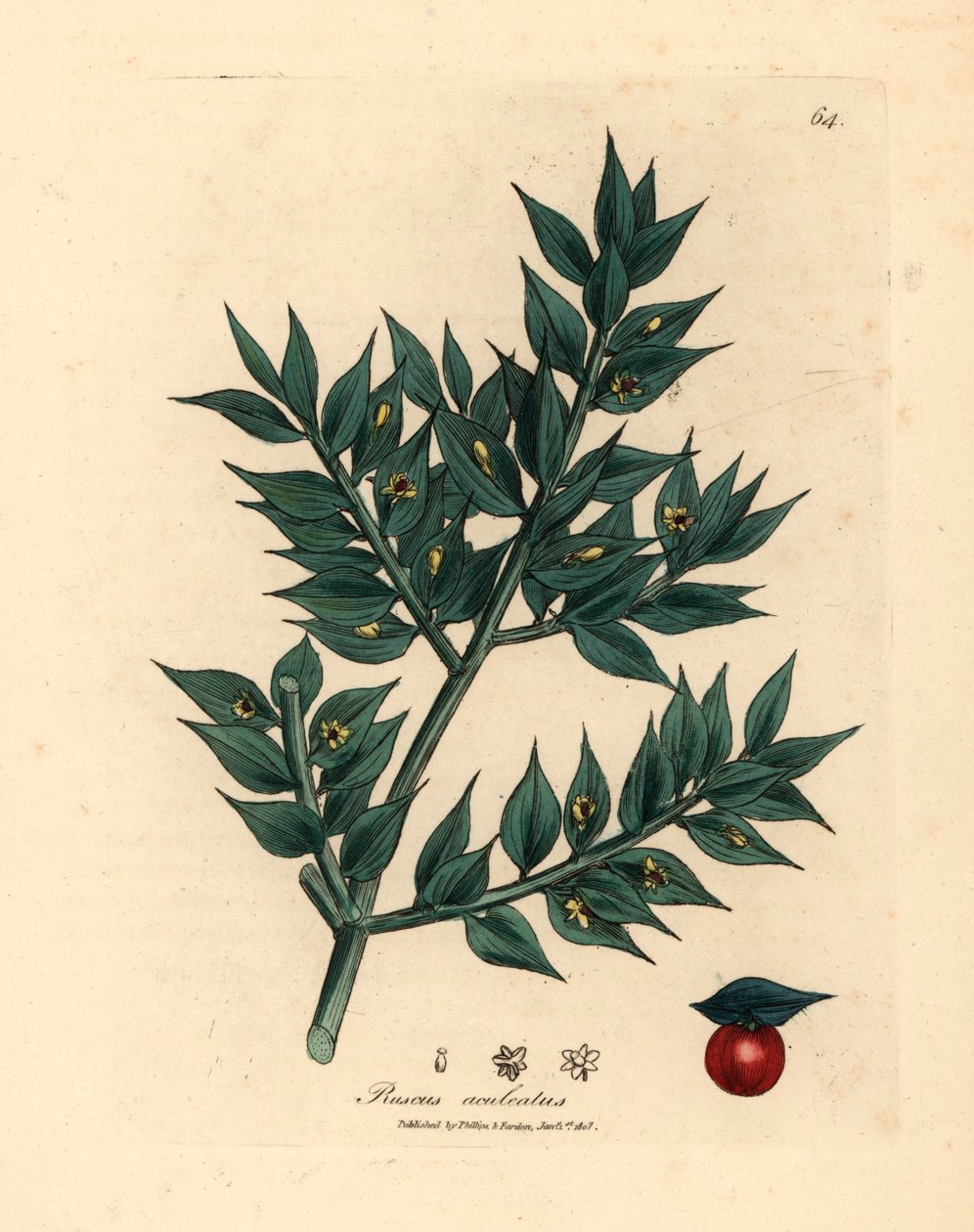 Vassoura de talho verde florida, Ruscus aculeatus, de uma ilustração botânica de James Sowerby de William Woodville e "Medical Botany" de Sir William Jackson Hooker 1832 (gravura em chapa de cobre colorida à mão) de James (after) Sowerby