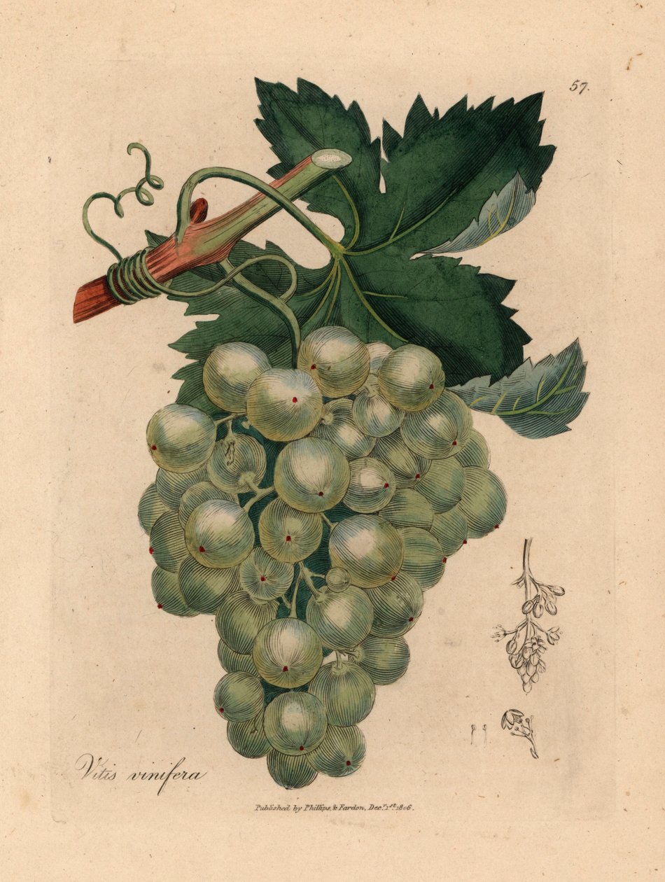 Uvas verdes, videira e folhas, Vitis vinifera, de uma ilustração botânica de James Sowerby de William Woodville e "Medical Botany" de Sir William Jackson Hooker 1832 (gravura em chapa de cobre colorida à mão) de James (after) Sowerby