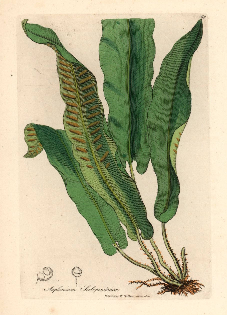 samambaia de Harts-tongue, Asplenium scolopendrium, a partir de uma ilustração botânica de James Sowerby de William Woodville e "Medical Botany" de Sir William Jackson Hooker 1832 (gravura em chapa de cobre colorida à mão) de James (after) Sowerby