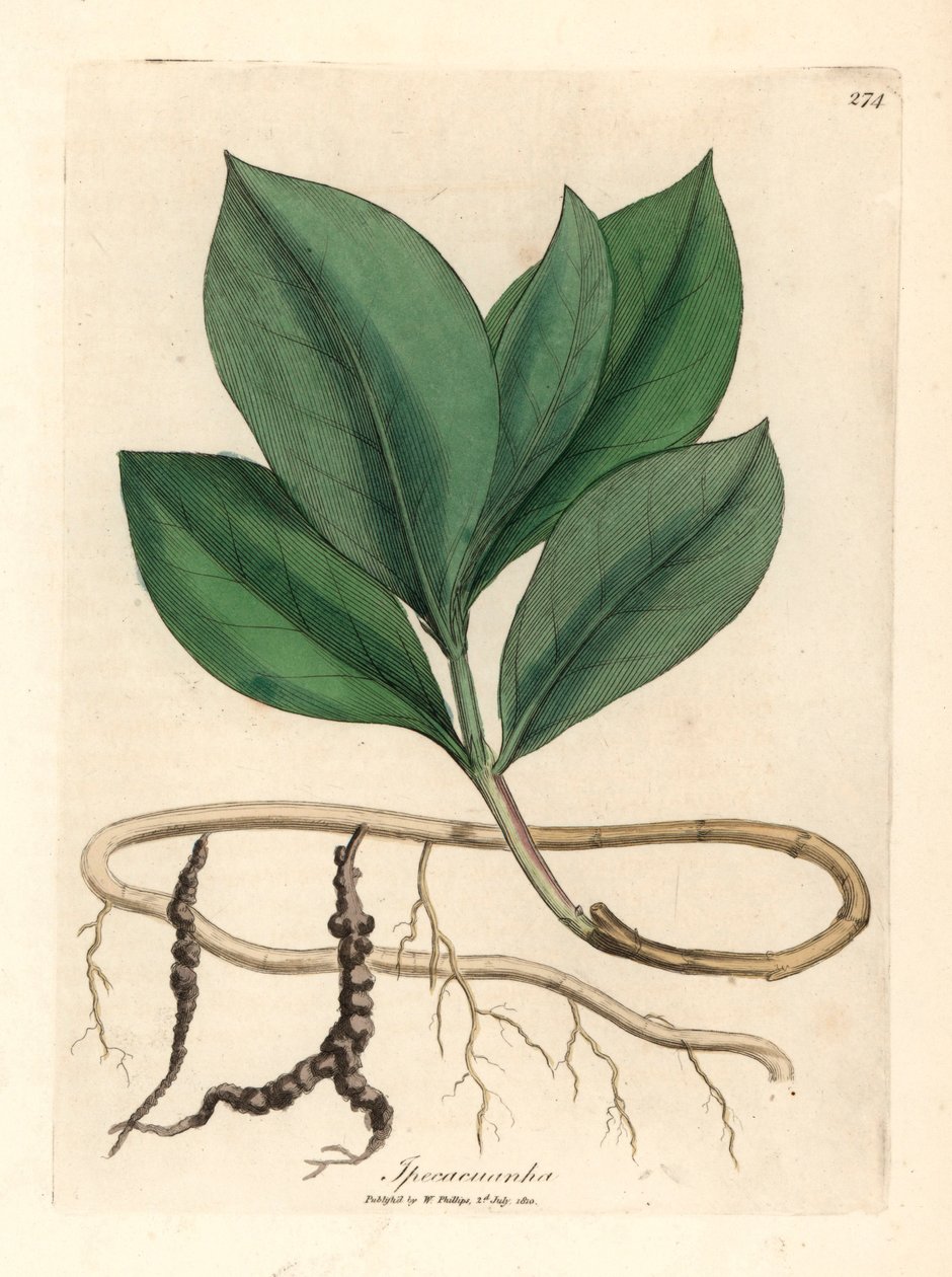 Ipecacuanha, Ipecacuanha, de uma ilustração botânica de James Sowerby de William Woodville e "Medical Botany" de Sir William Jackson Hooker, 1832 (gravura em chapa de cobre colorida à mão) de James (after) Sowerby