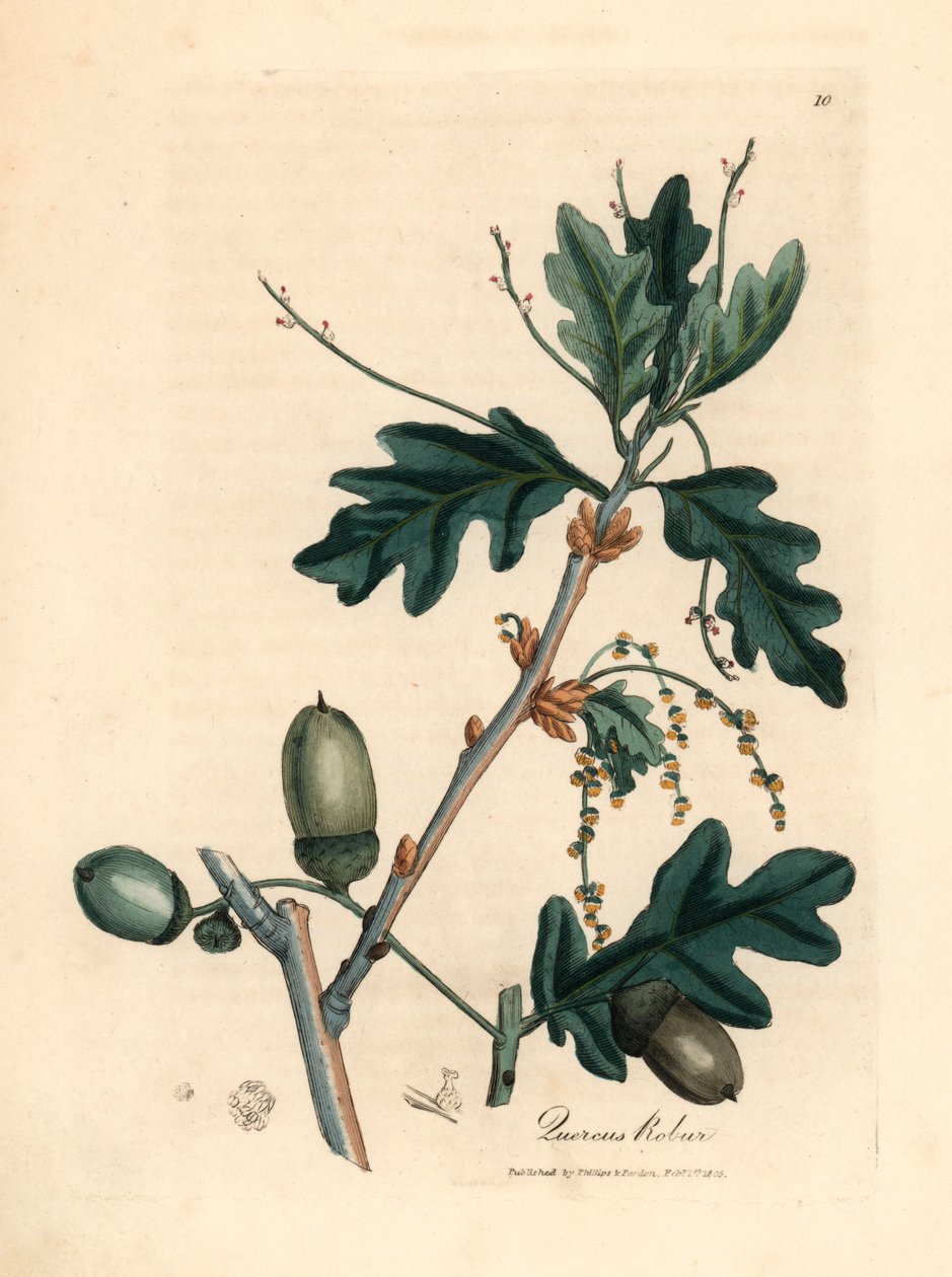 Folhas e bolotas do carvalho comum, Quercus robur, de uma ilustração botânica de James Sowerby de William Woodville e "Medical Botany" de Sir William Jackson Hooker 1832 (gravura em cobre colorida à mão) de James (after) Sowerby