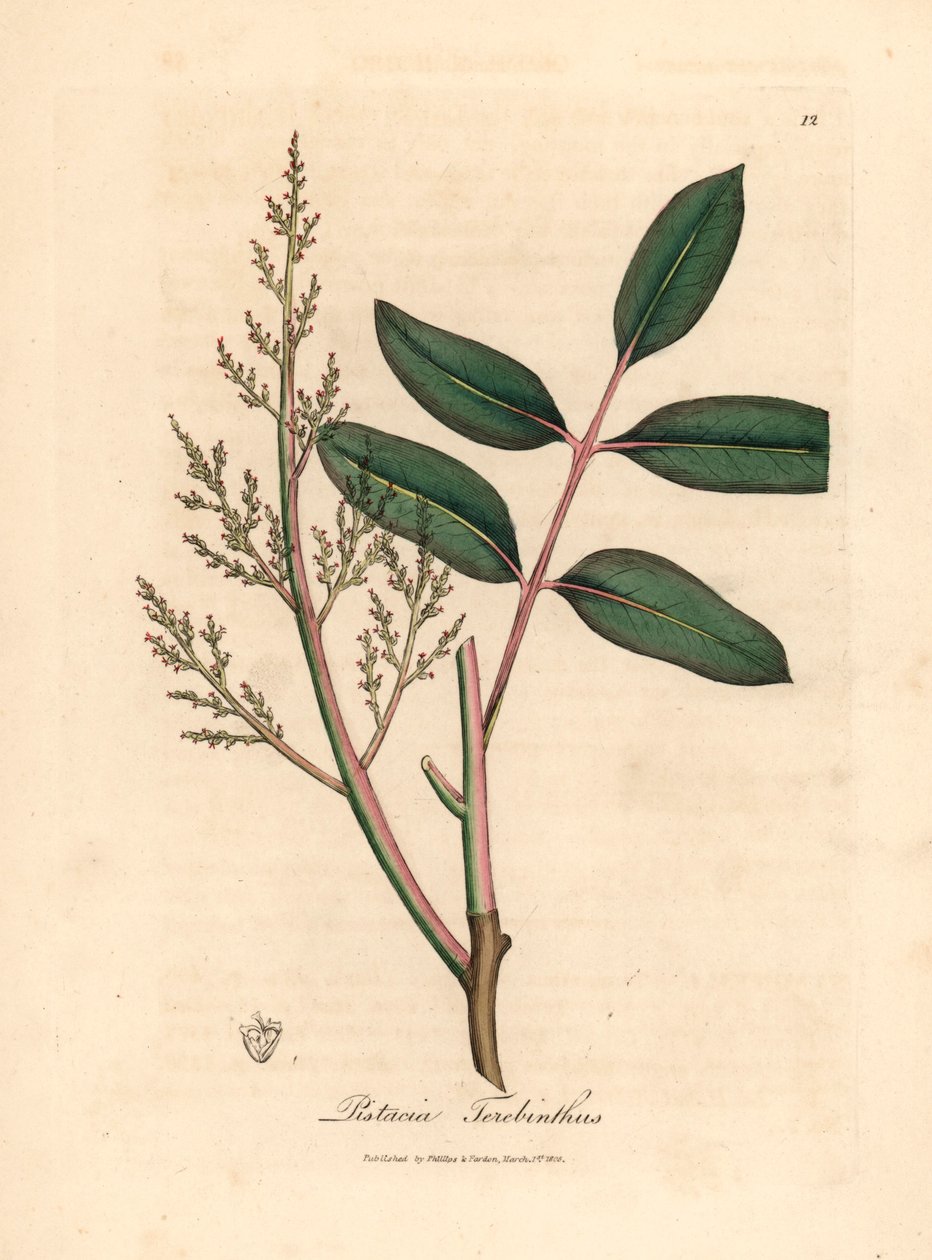 Folhas e flores da árvore de ciano ou de terebinto de Chipre, Pistacia terebinthus, de uma ilustração botânica de James Sowerby de William Woodville e Sir William Jackson Hooker