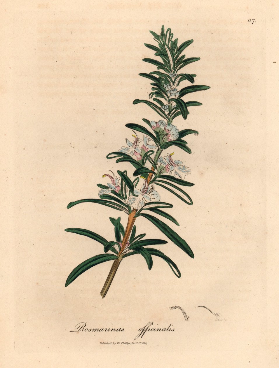Alecrim florido azul claro, Rosmarinus officinalis, de uma ilustração botânica de James Sowerby de William Woodville e "Botânica Médica" de Sir William Jackson Hooker 1832 (gravura em cobre colorida à mão) de James (after) Sowerby