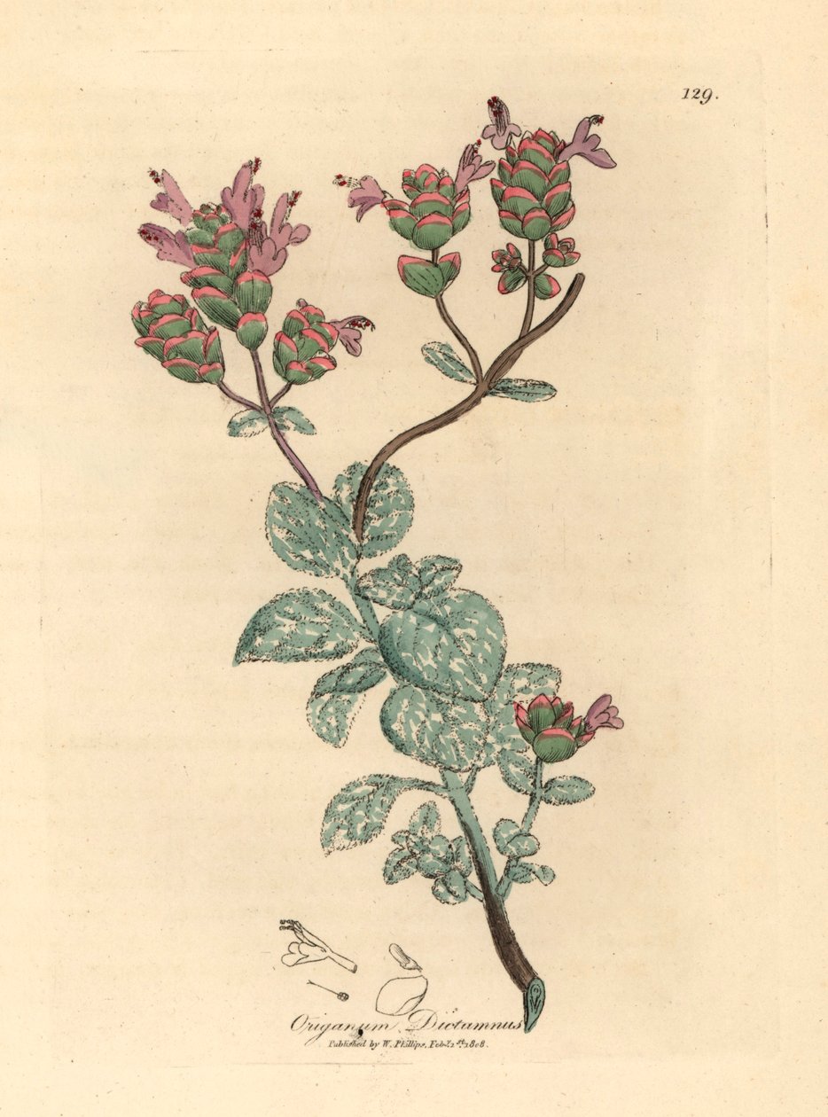 Dittany florido lilás de Creta, Origanum dictamnus, de uma ilustração botânica de James Sowerby de William Woodville e "Medical Botany" de Sir William Jackson Hooker 1832 (gravura em cobre colorida à mão) de James (after) Sowerby