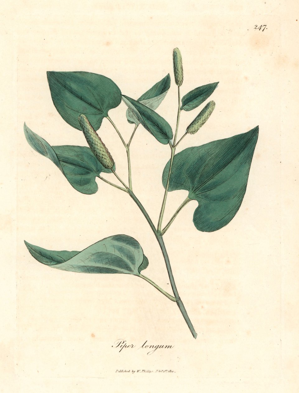Pimenta longa, Piper longum, de uma ilustração botânica de James Sowerby de William Woodville e Sir William Jackson Hooker