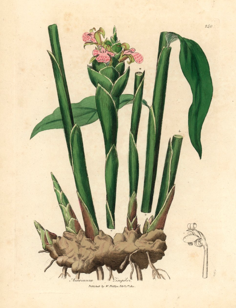 Gengibre de folhas estreitas, Zingiber officinale , de uma ilustração botânica de James Sowerby de William Woodville e "Medical Botany" de Sir William Jackson Hooker 1832 (gravura em chapa de cobre colorida à mão) de James (after) Sowerby