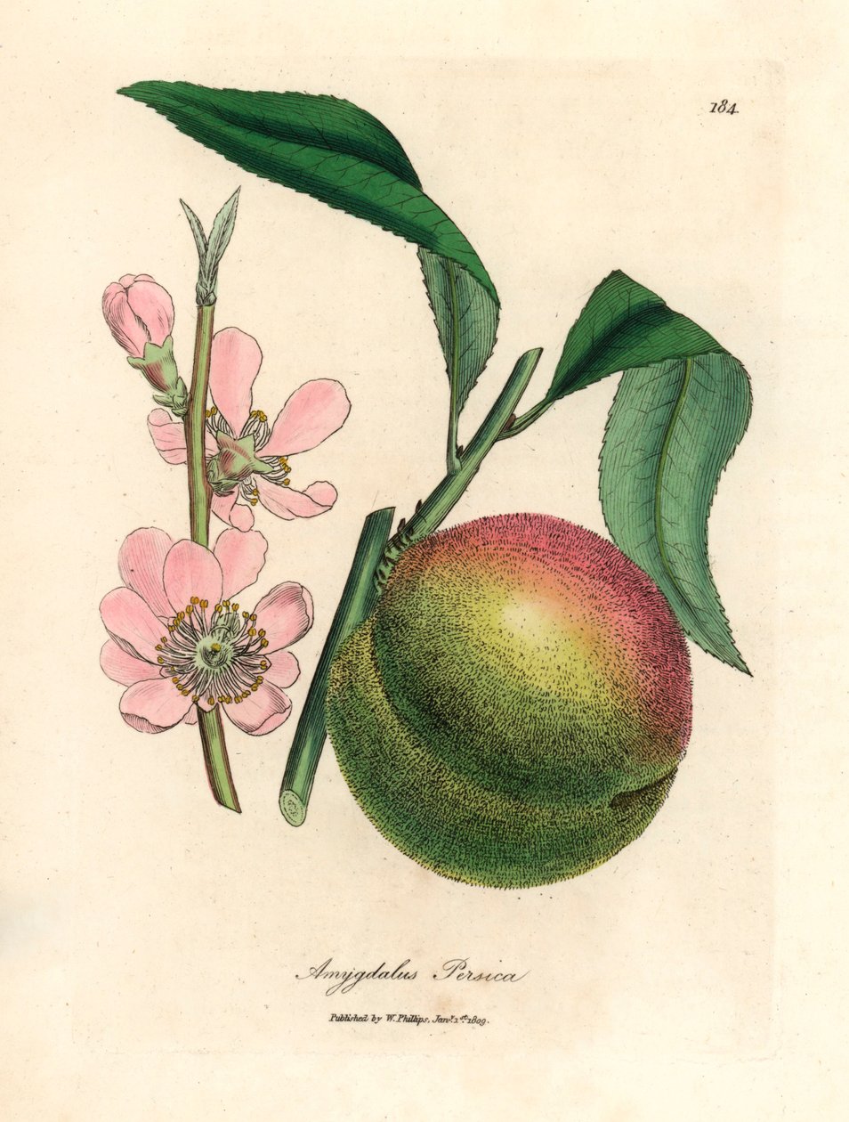 Pessegueiro com frutos maduros e flor rosa, Amygdalus persica, de uma ilustração botânica de James Sowerby de William Woodville e "Medical Botany" de Sir William Jackson Hooker 1832 (gravura em cobre colorida à mão) de James (after) Sowerby