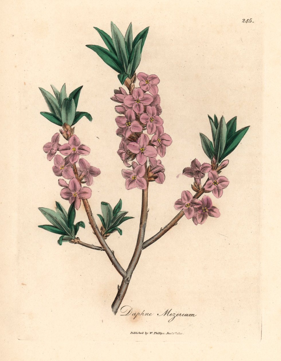 Mezereon de flor rosa, Daphne mezereum, de uma ilustração botânica de James Sowerby de William Woodville e "Medical Botany" de Sir William Jackson Hooker 1832 (gravura em cobre colorida à mão) de James (after) Sowerby