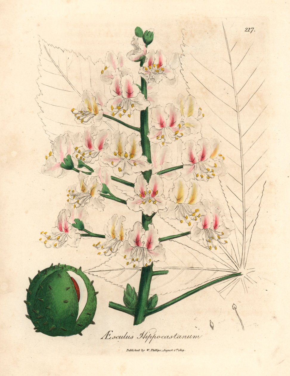 Flor rosa e fruto do castanheiro-da-índia, Aesculus hippocastanum, de uma ilustração botânica de James Sowerby de William Woodville e Sir William Jackson Hooker