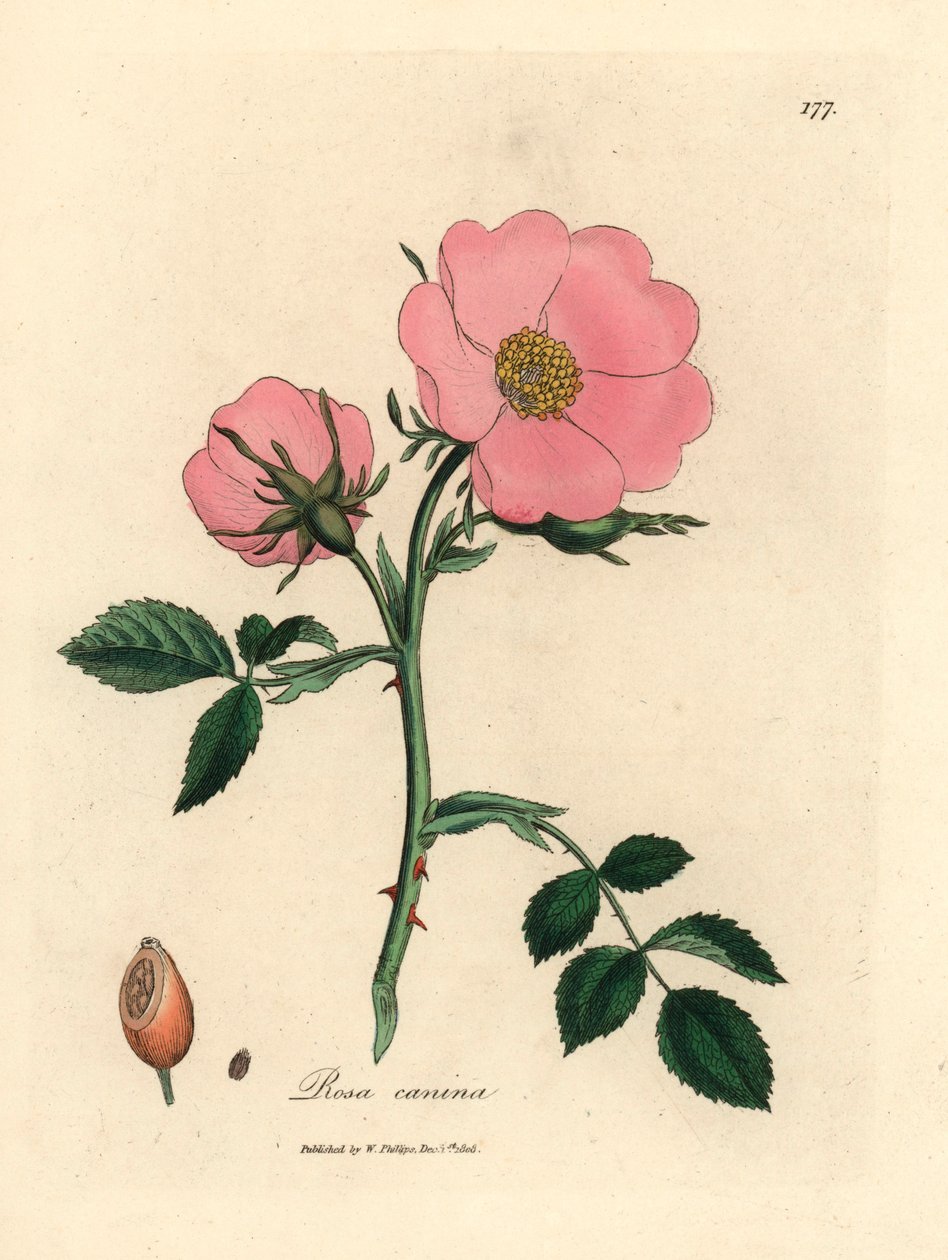 Rosa canina, Rosa canina, de uma ilustração botânica de James Sowerby de William Woodville e "Medical Botany" de Sir William Jackson Hooker, 1832 (gravura em chapa de cobre colorida à mão) de James (after) Sowerby