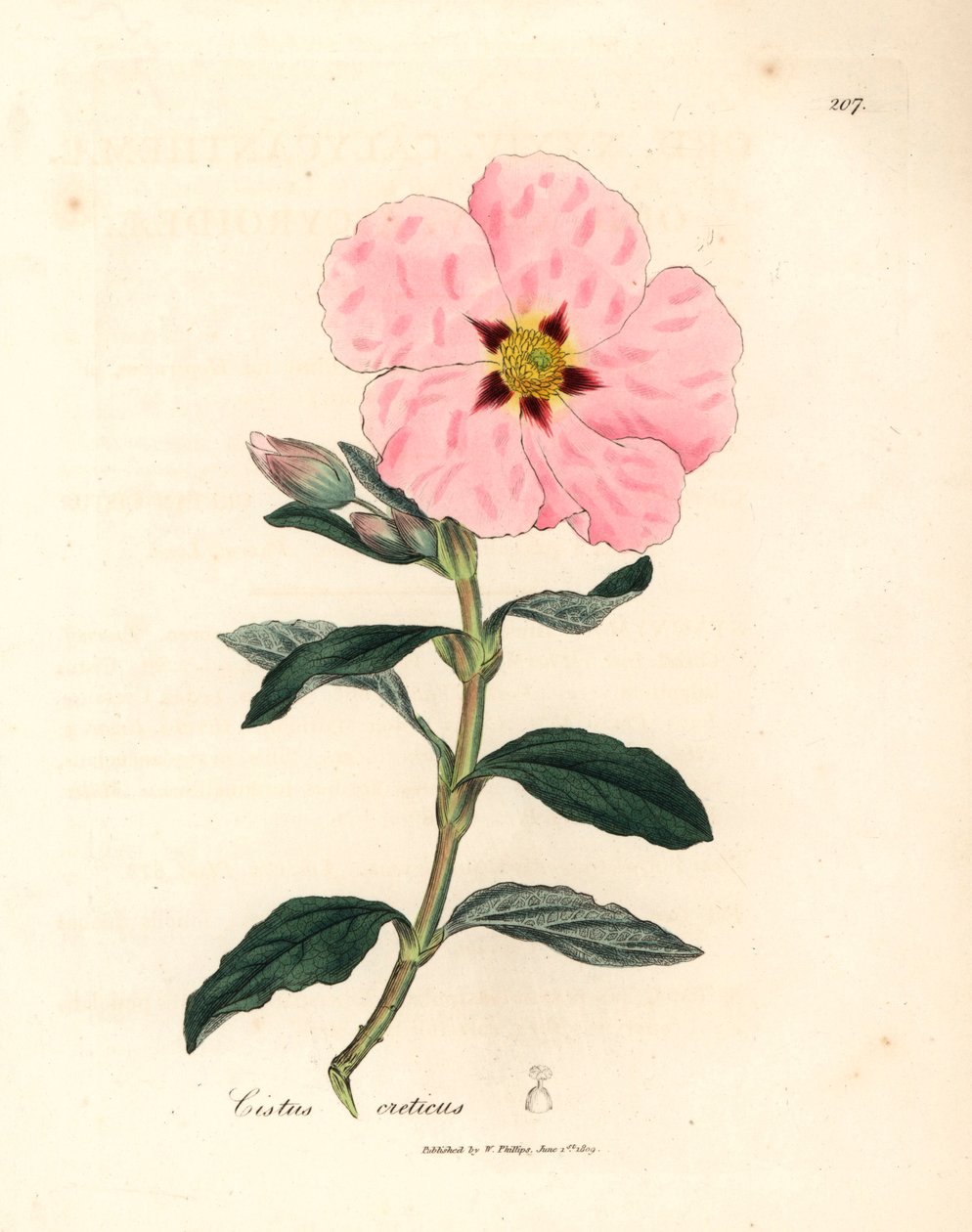 Esteva cretense florida rosa, Cistus creticus, de uma ilustração botânica de James Sowerby de William Woodville e "Medical Botany" de Sir William Jackson Hooker 1832 (gravura em cobre colorida à mão) de James (after) Sowerby