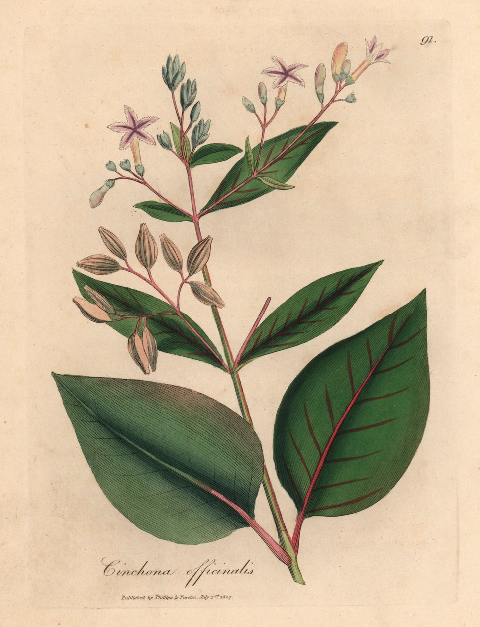 Árvore de casca de árvore peruana florida rosa, Cinchona officinalis, de uma ilustração botânica de James Sowerby de William Woodville e "Medical Botany" 1832 de Sir William Jackson Hooker (gravura em chapa de cobre colorida à mão) de James (after) Sowerby
