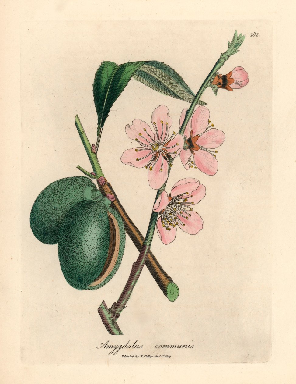 Amendoeira florida rosa, Amygdalus communis, de uma ilustração botânica de James Sowerby de William Woodville e "Medical Botany" de Sir William Jackson Hooker 1832 (gravura em cobre colorida à mão) de James (after) Sowerby