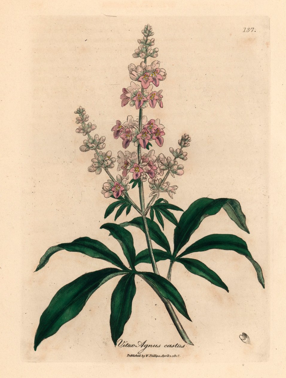 Árvore casta cor-de-rosa florida, Vitex agnus castus, de uma ilustração botânica de James Sowerby de William Woodville e Sir William Jackson Hooker