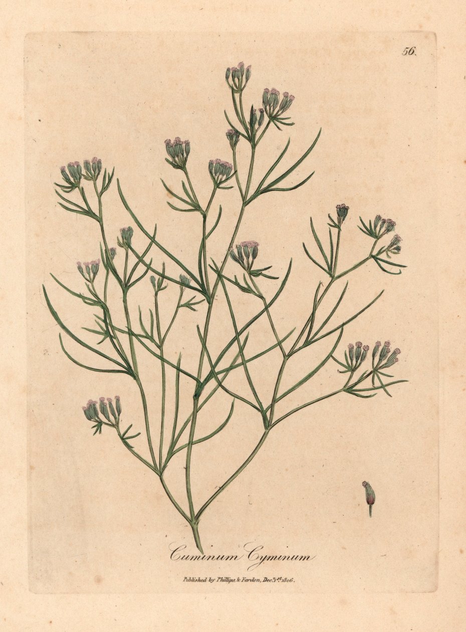 Cominho florido rosa, Cuminum cyminum, de uma ilustração botânica de James Sowerby de William Woodville e "Medical Botany" de Sir William Jackson Hooker 1832 (gravura em cobre colorida à mão) de James (after) Sowerby