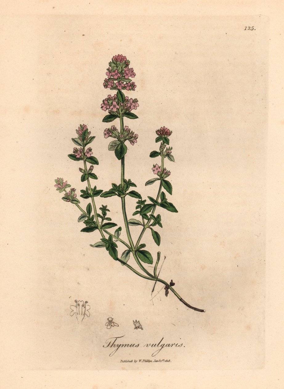 Tomilho de jardim rosa florido, Thymus vulgaris, de uma ilustração botânica de James Sowerby de William Woodville e "Medical Botany" de Sir William Jackson Hooker, 1832 (gravura em chapa de cobre colorida à mão) de James (after) Sowerby