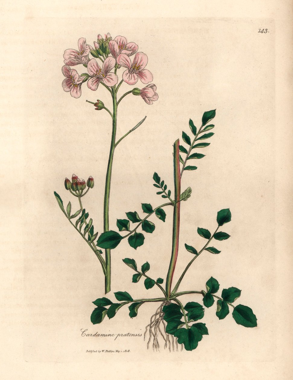 Blusa feminina florida rosa ou flor de cuco, Cardamine pratensis, de uma ilustração botânica de James Sowerby de William Woodville e "Medical Botany" de Sir William Jackson Hooker 1832 (gravura em cobre colorida à mão) de James (after) Sowerby