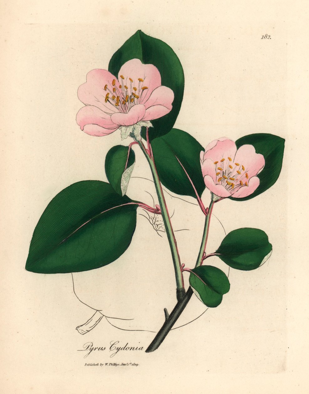 Pyrus cydonia, de uma ilustração botânica de James Sowerby de William Woodville e "Medical Botany" de Sir William Jackson Hooker, 1832 (gravura em chapa de cobre colorida à mão) de James (after) Sowerby
