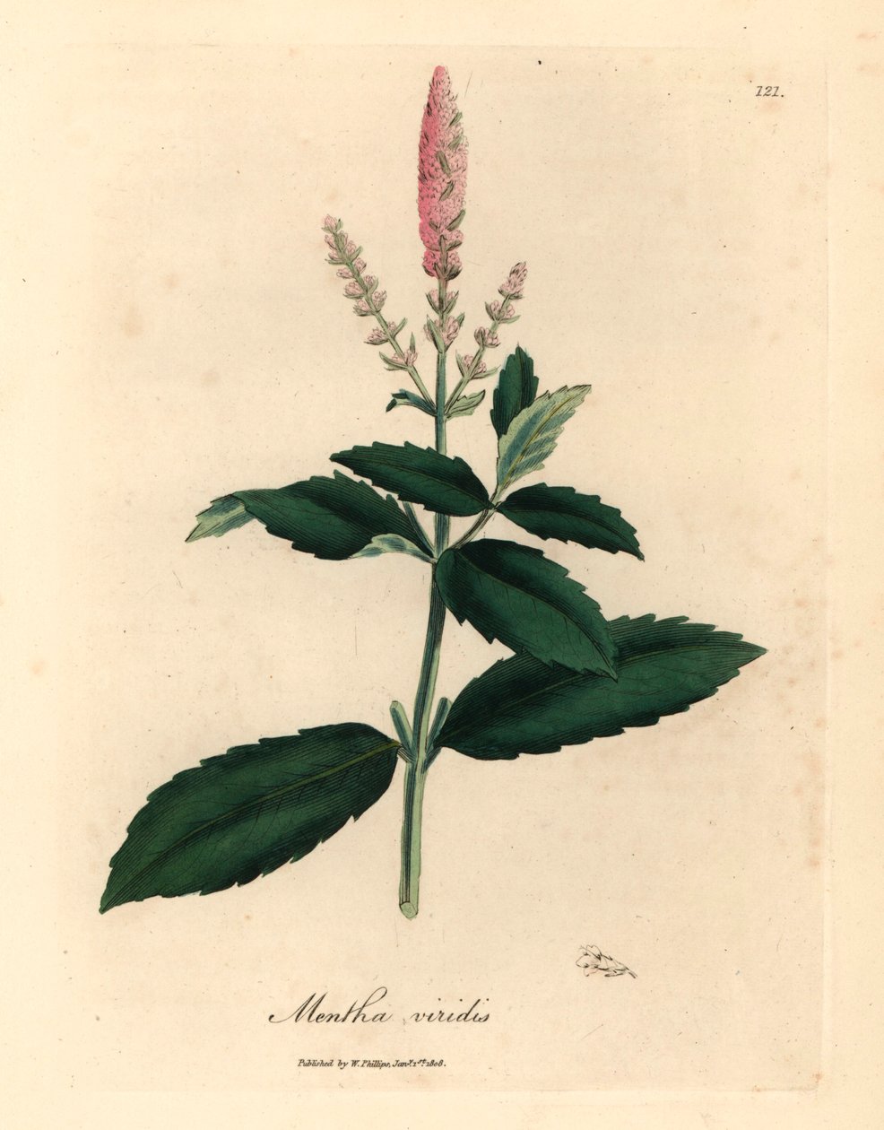 Hortelã rosa florida, Mentha viridis, de uma ilustração botânica de James Sowerby de William Woodville e "Medical Botany" de Sir William Jackson Hooker 1832 (gravura em cobre colorida à mão) de James (after) Sowerby