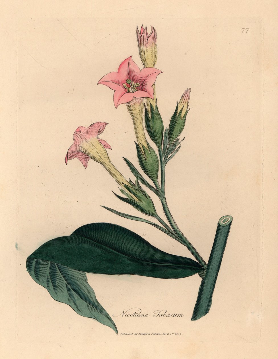 Planta de tabaco florida rosa, Nicotiana tabacum, de uma ilustração botânica de James Sowerby de William Woodville e "Medical Botany" de Sir William Jackson Hooker, 1832 (gravação manual em chapa de cobre colorida) de James (after) Sowerby