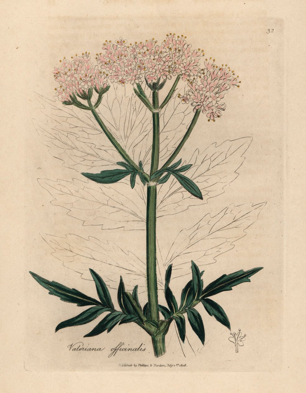 Valeriana florida rosa, Valeriana officinalis, de uma ilustração botânica de James Sowerby de William Woodville e "Medical Botany" de Sir William Jackson Hooker 1832 (gravura em placa de cobre colorida à mão) de James (after) Sowerby