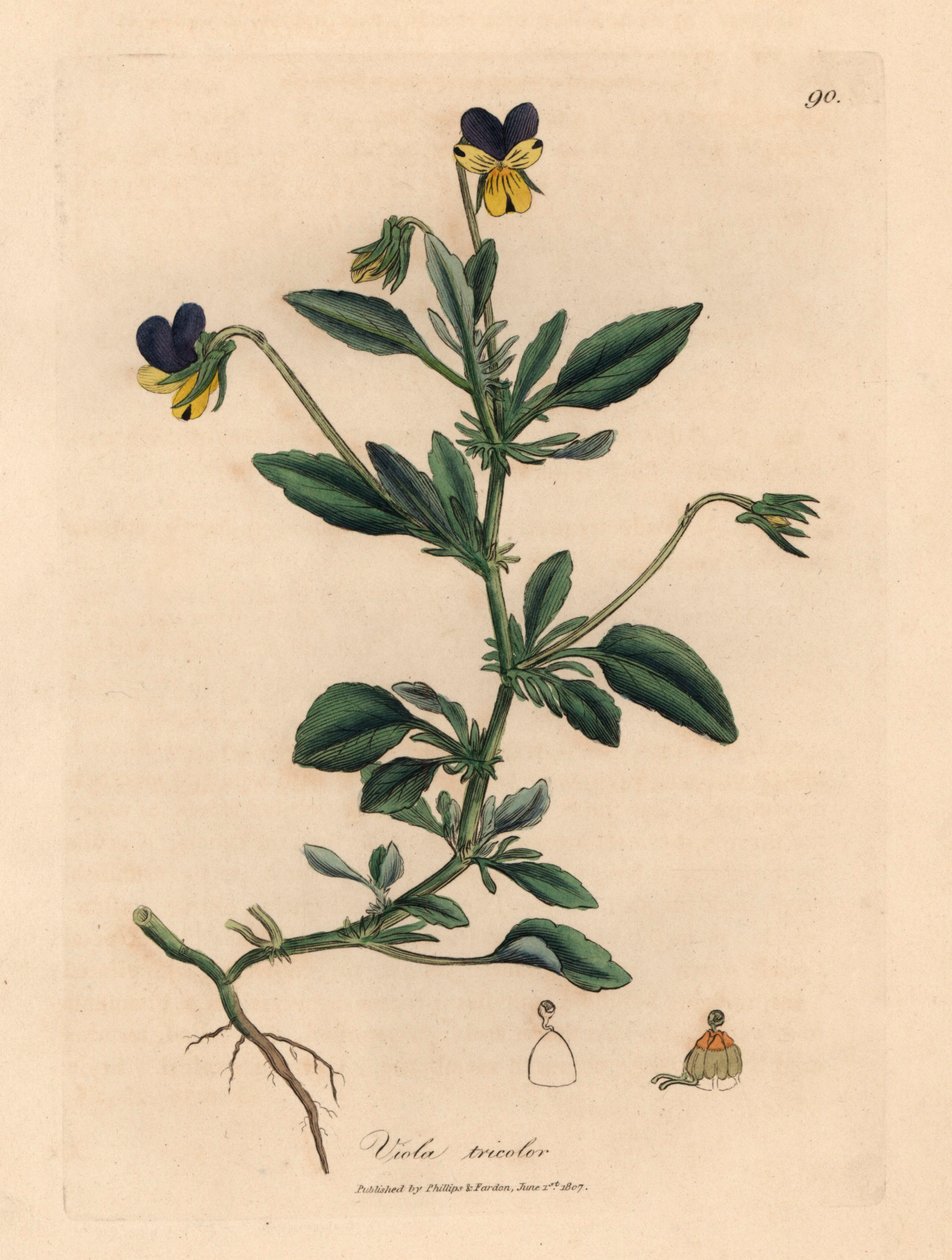 Amor-perfeito roxo e amarelo, Viola tricolor, de uma ilustração botânica de James Sowerby de William Woodville e "Medical Botany" de Sir William Jackson Hooker 1832 (gravura em cobre colorida à mão) de James (after) Sowerby