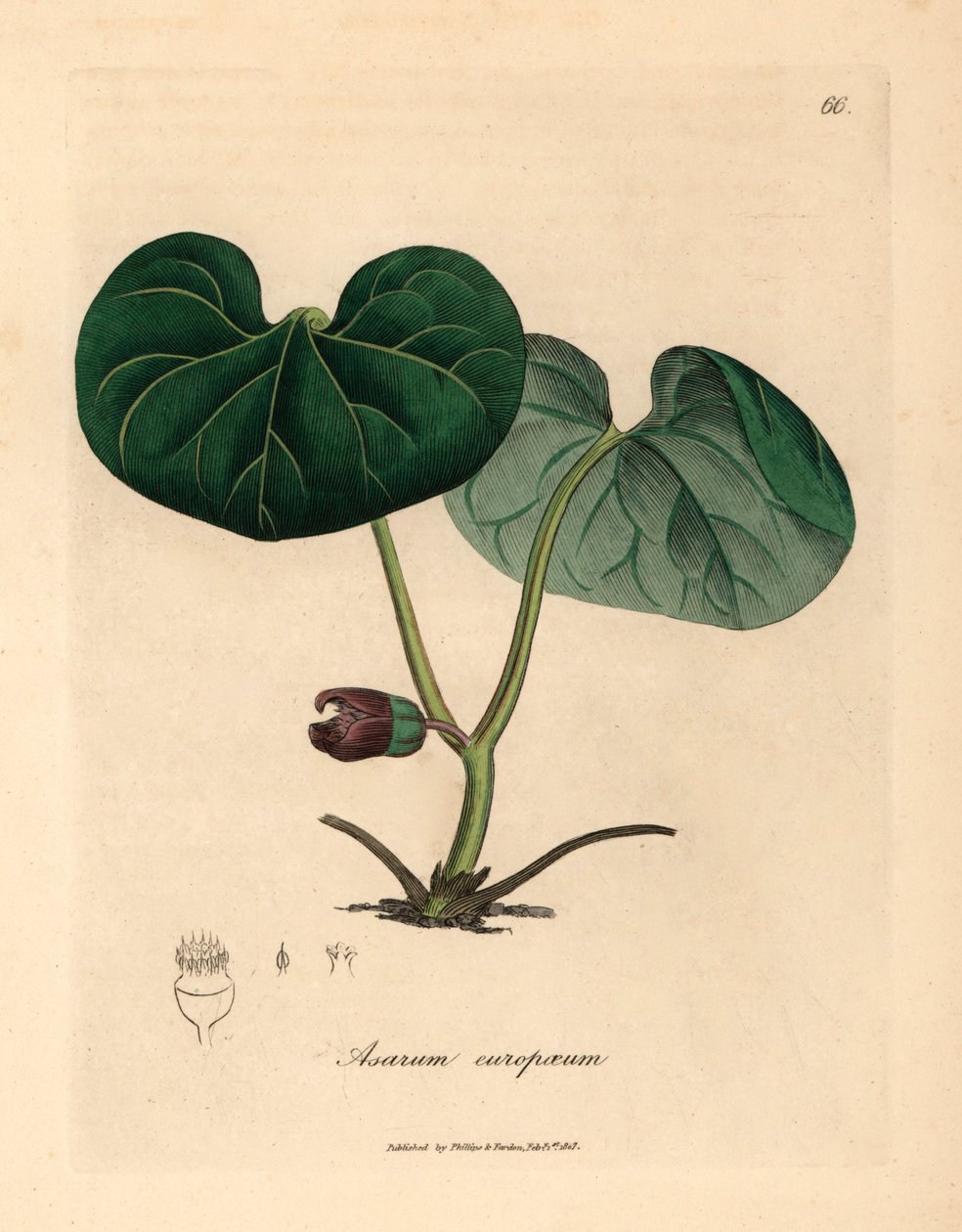Asarabacca florida roxa, ou gengibre selvagem, Asarum europaeum, de uma ilustração botânica de James Sowerby de William Woodville e Sir William Jackson Hooker
