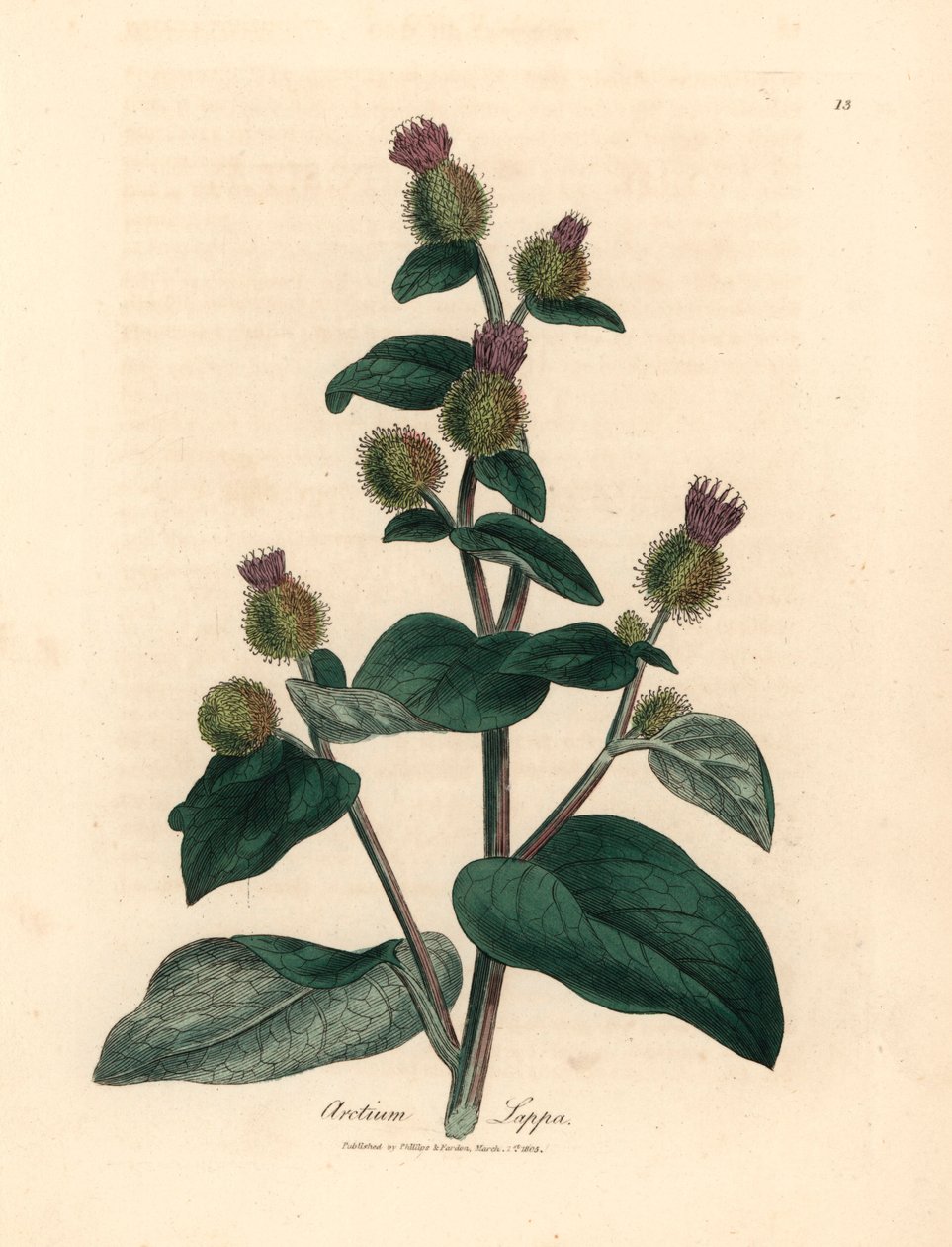 Bardana florida roxa, Arctium lappa, de uma ilustração botânica de James Sowerby de William Woodville e "Botânica Médica" de Sir William Jackson Hooker 1832 (gravura em cobre colorida à mão) de James (after) Sowerby