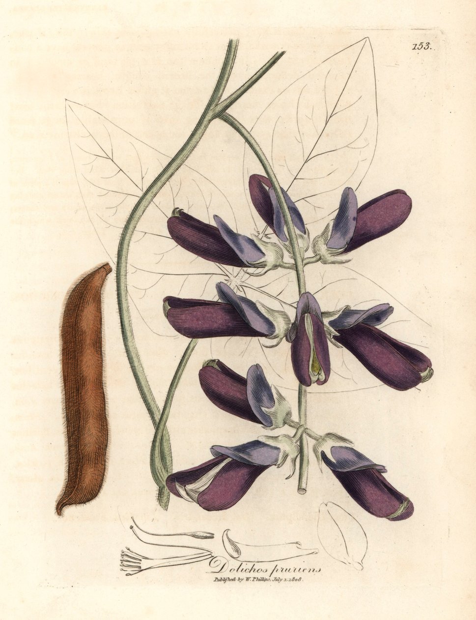 Dolichos pruriens, Dolichos pruriens, de uma ilustração botânica de James Sowerby de William Woodville e "Medical Botany" 1832 de Sir William Jackson Hooker (gravura em chapa de cobre colorida à mão) de James (after) Sowerby