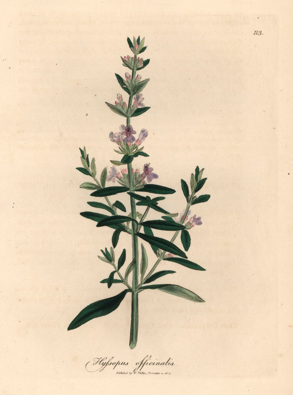 Hissopo florido roxo, Hyssopus officinalis, de uma ilustração botânica de James Sowerby de William Woodville e "Botânica Médica" de Sir William Jackson Hooker 1832 (gravura em cobre colorida à mão) de James (after) Sowerby
