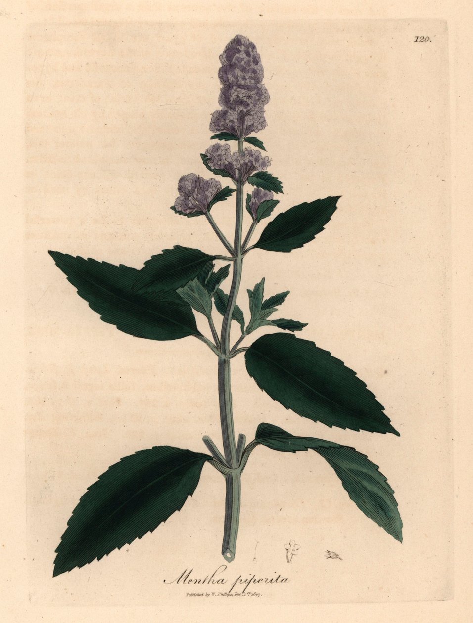 Hortelã púrpura florida, Mentha piperita, de uma ilustração botânica de James Sowerby de William Woodville e "Medical Botany" de Sir William Jackson Hooker 1832 (gravura em chapa de cobre colorida à mão) de James (after) Sowerby