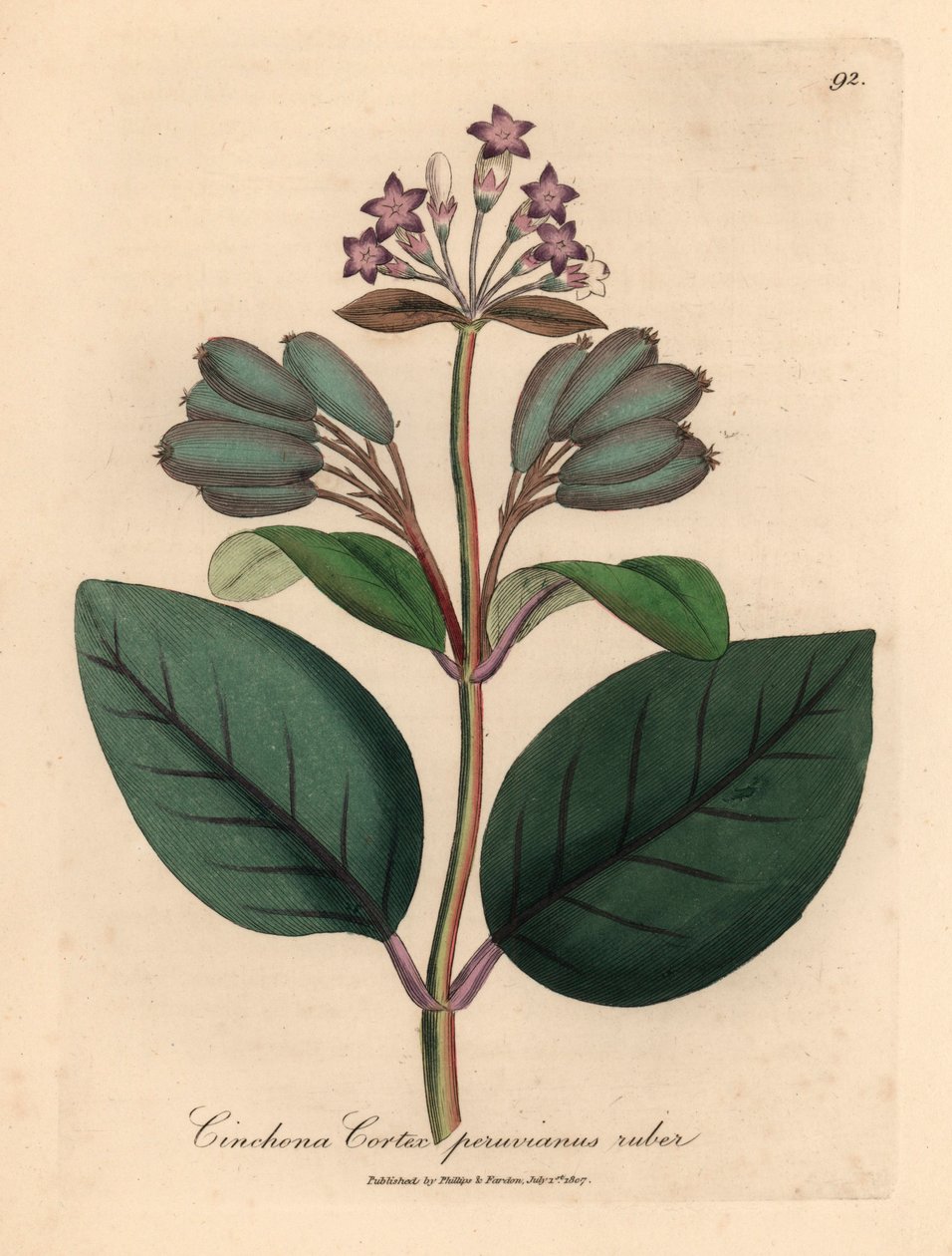 Árvore de casca peruana vermelha florida roxa, Cinchona córtex peruvianus ruber, de uma ilustração botânica de James Sowerby de William Woodville e "Botânica Médica" de Sir William Jackson Hooker 1832 (gravura em placa de cobre colorida à mão) de James (after) Sowerby