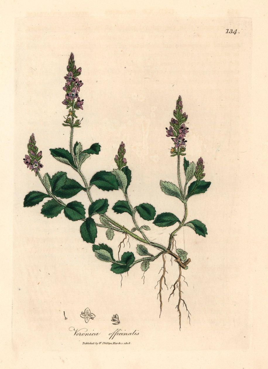 Veronica, Veronica officinalis, de uma ilustração botânica de James Sowerby de William Woodville e "Medical Botany" de Sir William Jackson Hooker, 1832 (gravura em chapa de cobre colorida à mão) de James (after) Sowerby