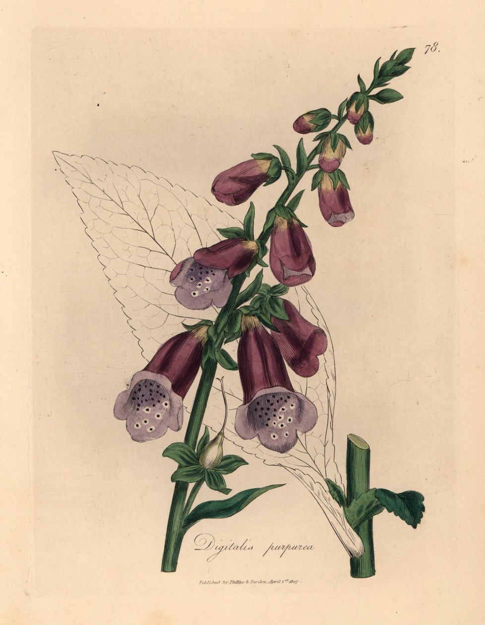 Luva de raposa roxa, Digitalis purpurea, de uma ilustração botânica de James Sowerby de William Woodville e "Medical Botany" de Sir William Jackson Hooker, 1832 (gravura em chapa de cobre colorida à mão) de James (after) Sowerby
