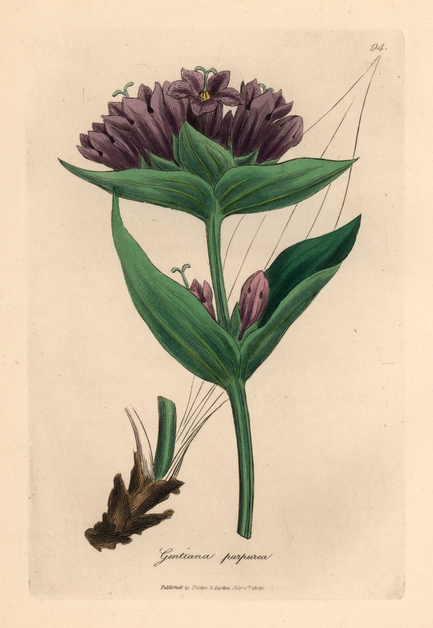 Genciana roxa, Gentiana purpurea, de uma ilustração botânica de James Sowerby de William Woodville e "Botânica Médica" de Sir William Jackson Hooker 1832 (gravura em cobre colorida à mão) de James (after) Sowerby