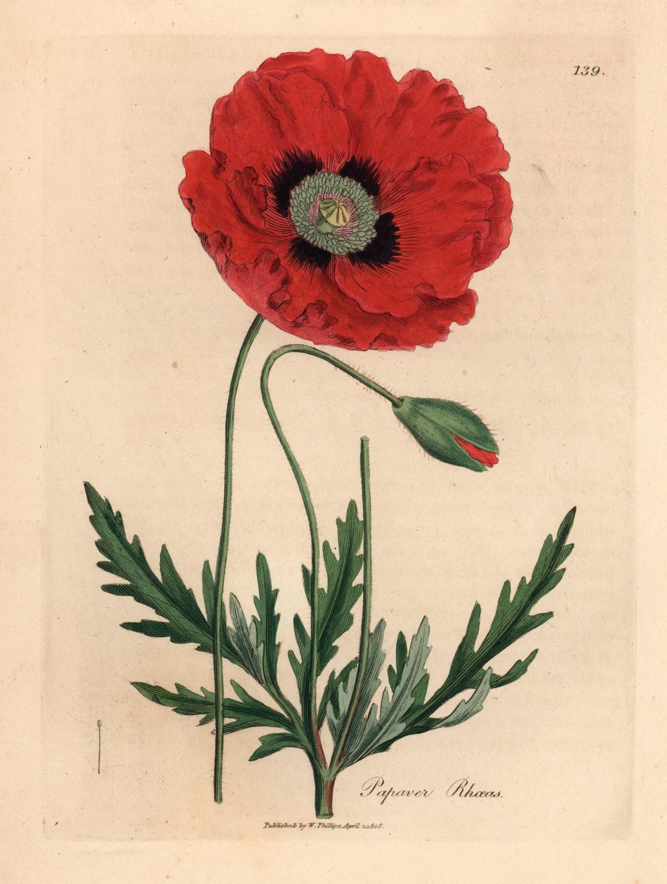 Papoila vermelha ou papoila de milho, Papaver rhoeas, de uma ilustração botânica de James Sowerby de William Woodville e "Medical Botany" 1832 de Sir William Jackson Hooker (gravura em chapa de cobre colorida à mão) de James (after) Sowerby