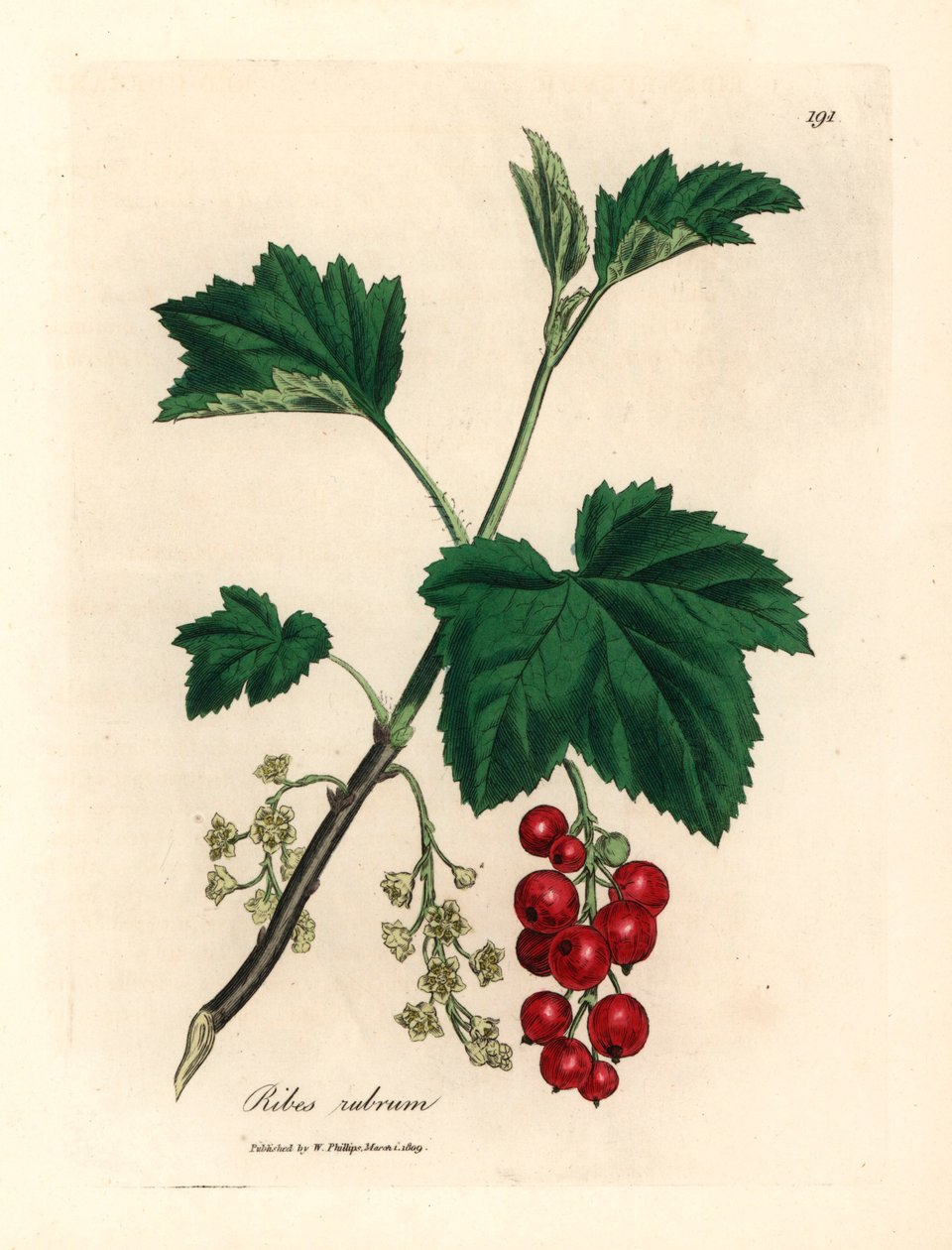 Árvore de groselha vermelha, rubro Ribes, de uma ilustração botânica de James Sowerby de William Woodville e "Medical Botany" de Sir William Jackson Hooker 1832 (gravura em chapa de cobre colorida à mão) de James (after) Sowerby